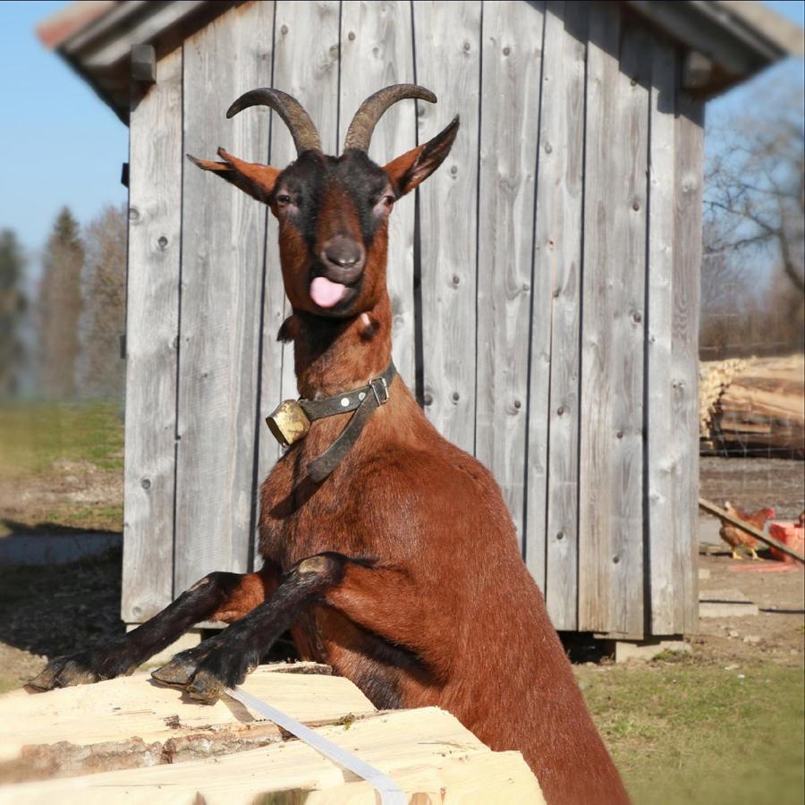 Ferienhof Bitschnau リンデンベルク・イム・アルゴイ エクステリア 写真